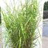 Miscanthus Sinensis Zebrinus 1.5-1.75 m buy online UK.