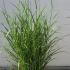 Miscanthus Sinensis Zebrinus 40-50 cm buy online UK.