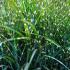 Miscanthus sinensis Zebrinus. Zebra Grass. Ornamental Grasses for sale online with UK delivery