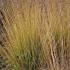 Molinia Caerulea Heidebraut or Purple Moor Grass for sale online with UK delivery.