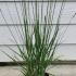 Molinia Caerulea Heidebraut 25-30 cm buy online UK.