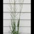 Molinia Caerulea Karl Foerster 60-80 cm buy online UK.