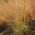 Molinia Caerulea Karl Foerster Purple Moor Grass for sale online with UK delivery.