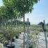Morus Alba Fruitless White Mulberry 3-3.5 m buy online UK.