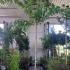 Morus Alba Fruitless White Mulberry 3-3.5 m buy online UK.