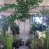 Morus Alba Fruitless White Mulberry 3-3.5 m buy online UK.