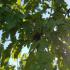 Crisp green foliage of the Morus Alba Fruitless White Mulberry Tree