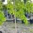 Morus Alba Pendula Weeping White Mulberry 1.3 m buy online UK.