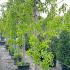 Morus Alba Pendula Weeping White Mulberry 2.5-3 m buy online UK.