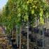 Morus Alba Pendula Weeping White Mulberry 2.5 m buy online UK.