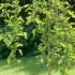 Morus Alba Pendula Weeping White Mulberry, good sized trees with lovely weeping habit for sale UK