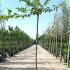 Morus Alba Tree White Mulberry 2.5-3 m buy online UK.