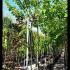 Morus Nigra Black Mulberry Tree 2.5-3 m buy online UK.