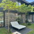 Customers Morus Parasol tree with umbrella shaped canopy and lush green foliage