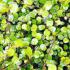 Muehlenbeckia Complexa is also known as Australian Ivy or Maidenhair Vine, buy online with UK and Ireland delivery.