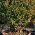Multi Stem Boxwood Buxus Sempervirens 70 cm buy online UK.