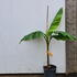 mb 80-100 cm buy online UK.