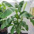 mb 1.5-1.75 m buy online UK.