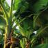 Musa Basjoo Banana Tree or Japanese banana plant, buy plants online, UK nationwide delivery.
