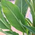 Musella Lasiocarpa or Chinese Yellow Banana 