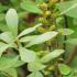 Myrica Gale or Bog Myrtle is a native deciduous shrub producing catkins in spring. Strongly aromatic foliage and may be grown in acid peat bogs.