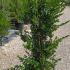 Myrtus Communis Myrtle 80-100 cm buy online UK.