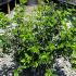 Myrtus Communis Myrtle 40-60 cm buy online UK.
