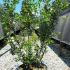 Myrtus Communis Myrtle 60-80 cm buy online UK.
