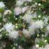Myrtus Communis or Common Myrtle shrubs for Sale Online with Ireland and UK delivery.
