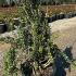 Myrtus Communis Tarentina 40-60 cm buy online UK.