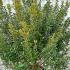 Myrtus Communis Tarentina 60-80 cm buy online UK.