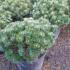 Pinus Mugo Humpy or Swiss Dwarf Mountain Pine for sale online at our London garden centre, UK