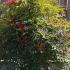 Nandina Domestica 1-1.20 m buy online UK.
