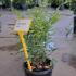 Nandina Domestica 30-40 cm buy online UK.