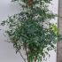 Nandina Domestica 1.25-1.5 m buy online UK.