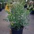 Nandina Domestica 40-60 cm buy online UK.