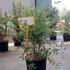 Nandina Domestica 60-80 cm buy online UK.