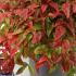 Nandina Domestica Blush Pink Heavenly Bamboo  35-40 cm buy online UK.