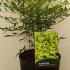 Nandina Domestica Brightlight Heavenly Bamboo 40-50 cm buy online UK.