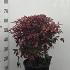 Nandina Domestica Firepower  40-50 cm buy online UK.