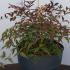 Nandina Domestica Flirt Heavenly Bamboo Murasaki 30-40 cm buy online UK.