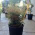 Nandina domestica Gulf Stream 30-40 cm buy online UK.