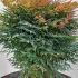 Nandina domestica Gulf Stream 70-80 cm buy online UK.
