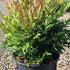 Nandina domestica Gulf Stream 40-50 cm buy online UK.