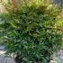 Nandina domestica Gulf Stream 60-70 cm buy online UK.