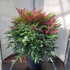 ndg 80-90 cm buy online UK.