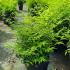 Nandina Domestica Magical Lemon Lime Heavenly Bamboo 30-40 cm buy online UK.
