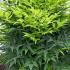 Nandina Domestica Magical Lemon Lime Heavenly Bamboo 60-70 cm buy online UK.