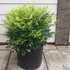 ndmll 50-60 cm buy online UK.
