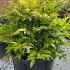 Nandina Domestica Magical Lemon Lime Heavenly Bamboo 50-60 cm buy online UK.